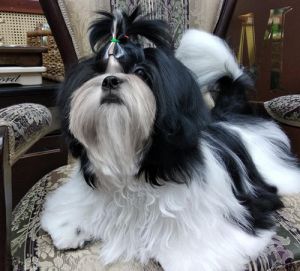 Dog Photo