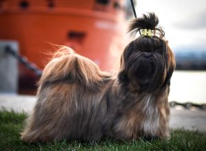Dog Photo