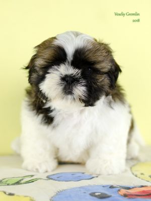 Dog Photo