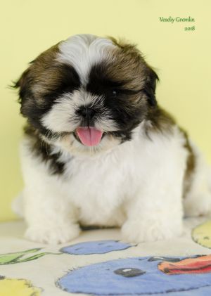 Dog Photo