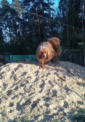 Dog Photo