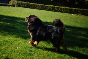 Dog Photo