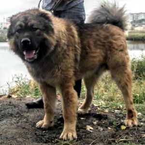 Dog Photo