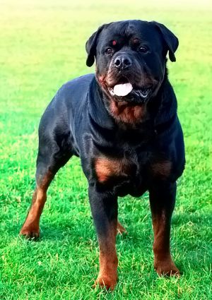 Dog Photo