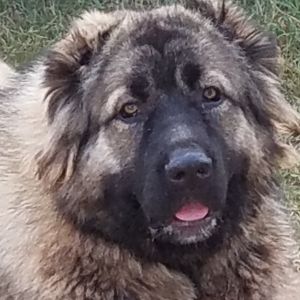 Dog Photo