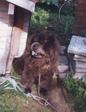 Dog Photo