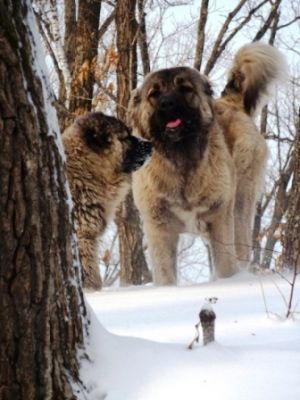 Dog Photo
