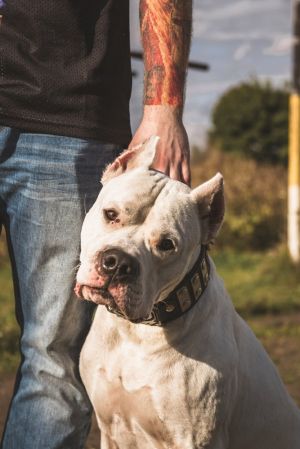 Dog Photo