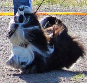 Dog Photo