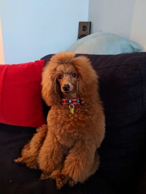 Dog Photo