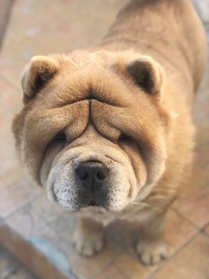 Dog Photo