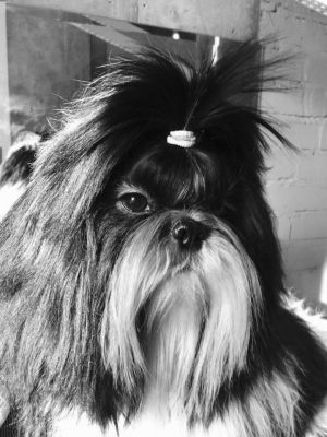 Dog Photo