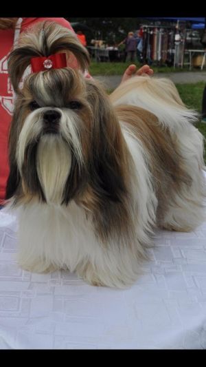 Dog Photo