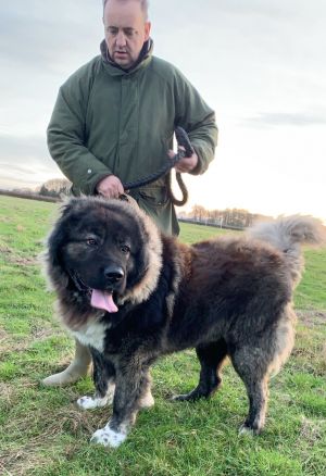 Dog Photo