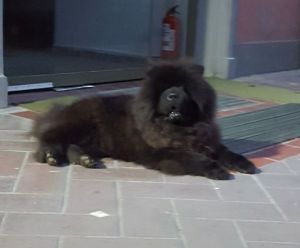 Dog Photo