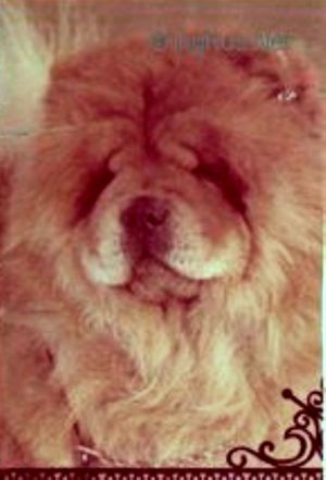 Dog Photo