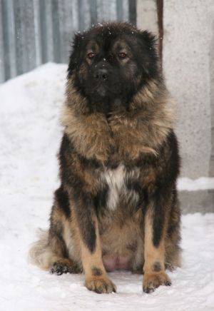 Dog Photo