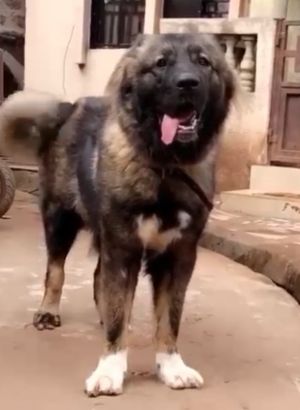 Dog Photo