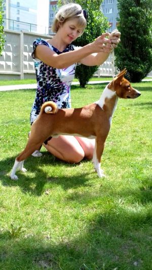 Dog Photo