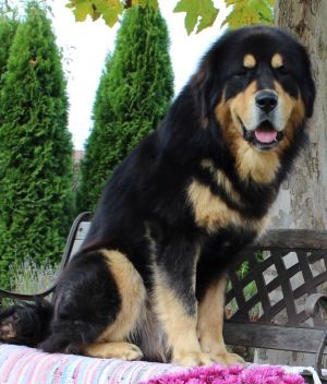 Dog Photo