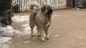 Dog Photo