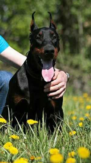 Dog Photo