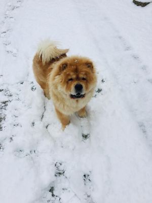 Dog Photo