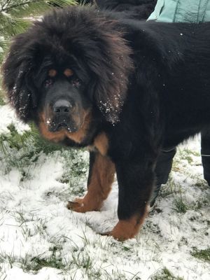 Dog Photo
