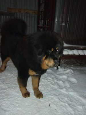 Dog Photo