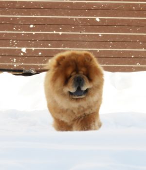 Dog Photo