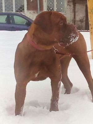 Dog Photo