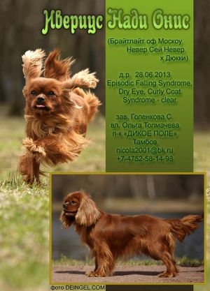 Dog Photo