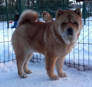 Dog Photo