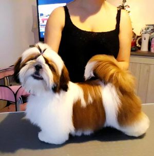 Dog Photo