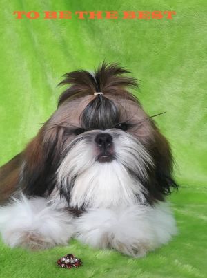 Dog Photo