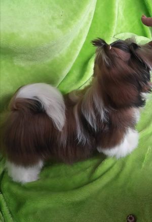 Dog Photo