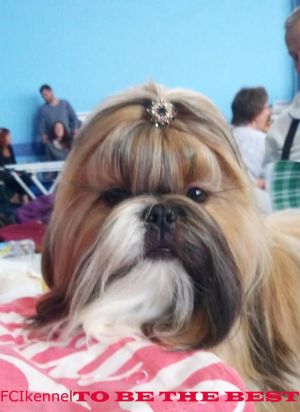 Dog Photo