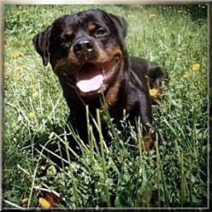 Dog Photo