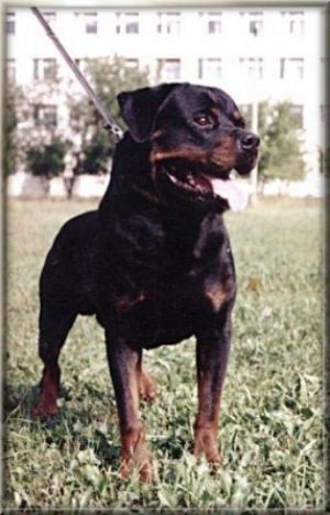 Dog Photo