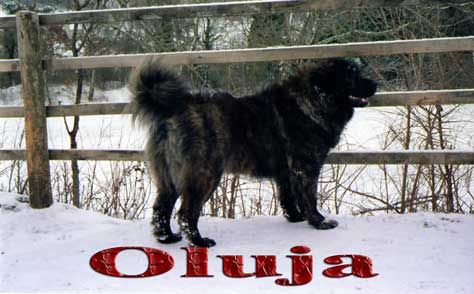 Dog Photo