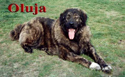 Dog Photo
