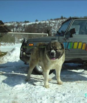 Dog Photo