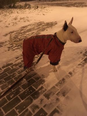 Dog Photo
