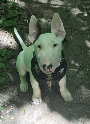 Dog Photo