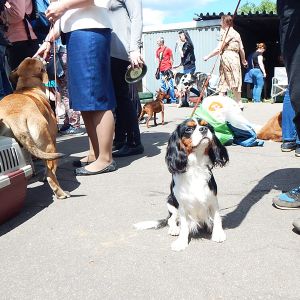 Dog Photo