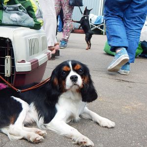 Dog Photo
