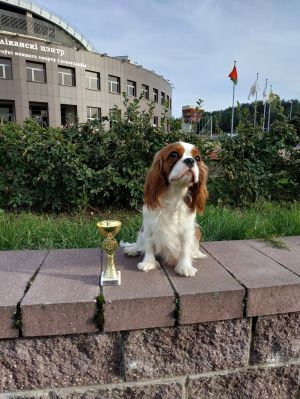 Dog Photo