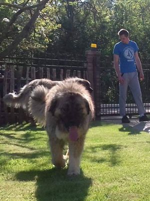 Dog Photo
