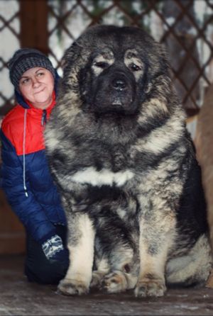Dog Photo
