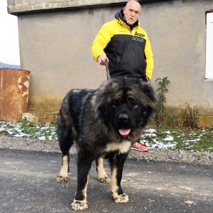 Dog Photo